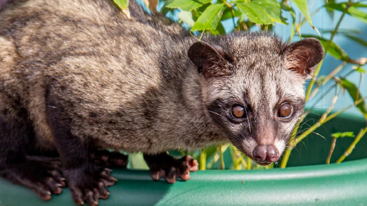 Three arrested with endangered palm civet cubs in Kelantan anti-smuggling operation