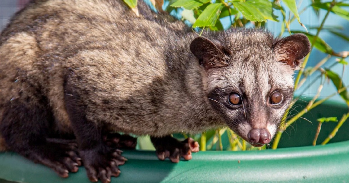 Three arrested with endangered palm civet cubs in Kelantan anti-smuggling operation