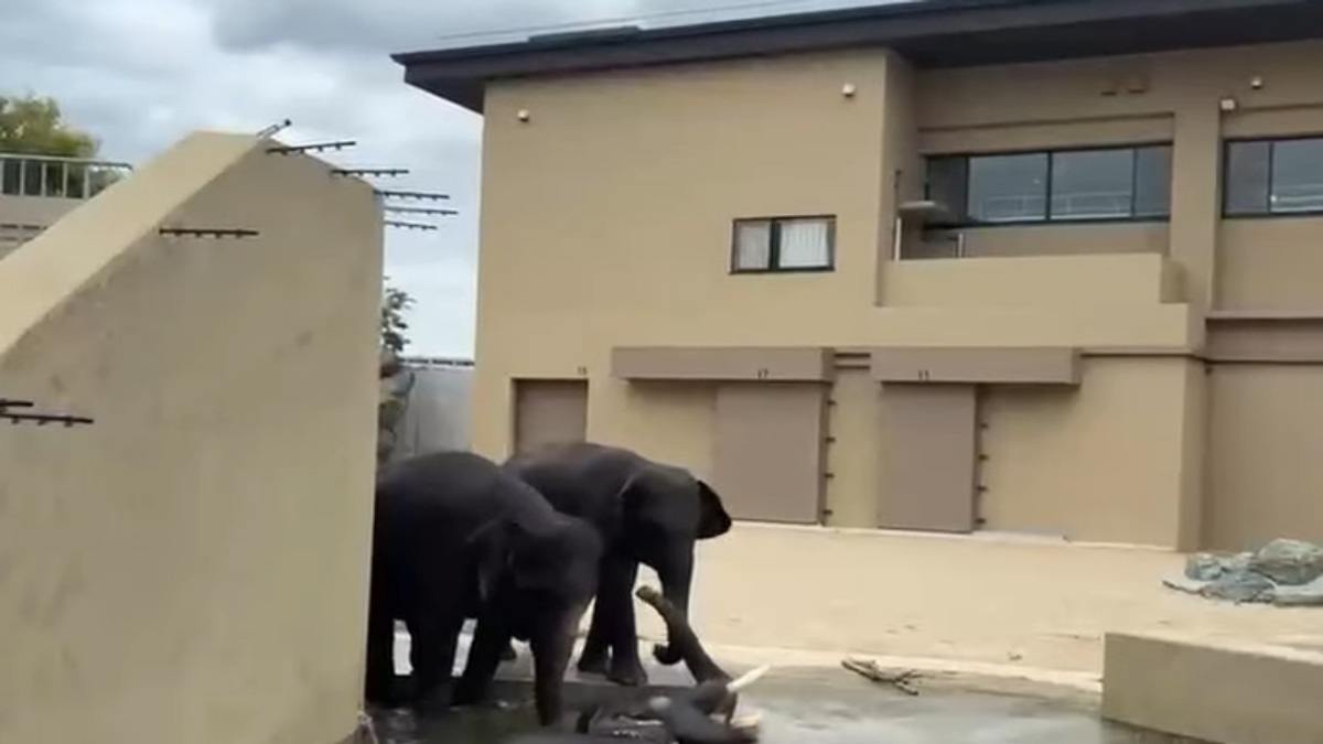 Malaysian Elephants Thriving at Japan Zoo Under Long-Term Care Agreement