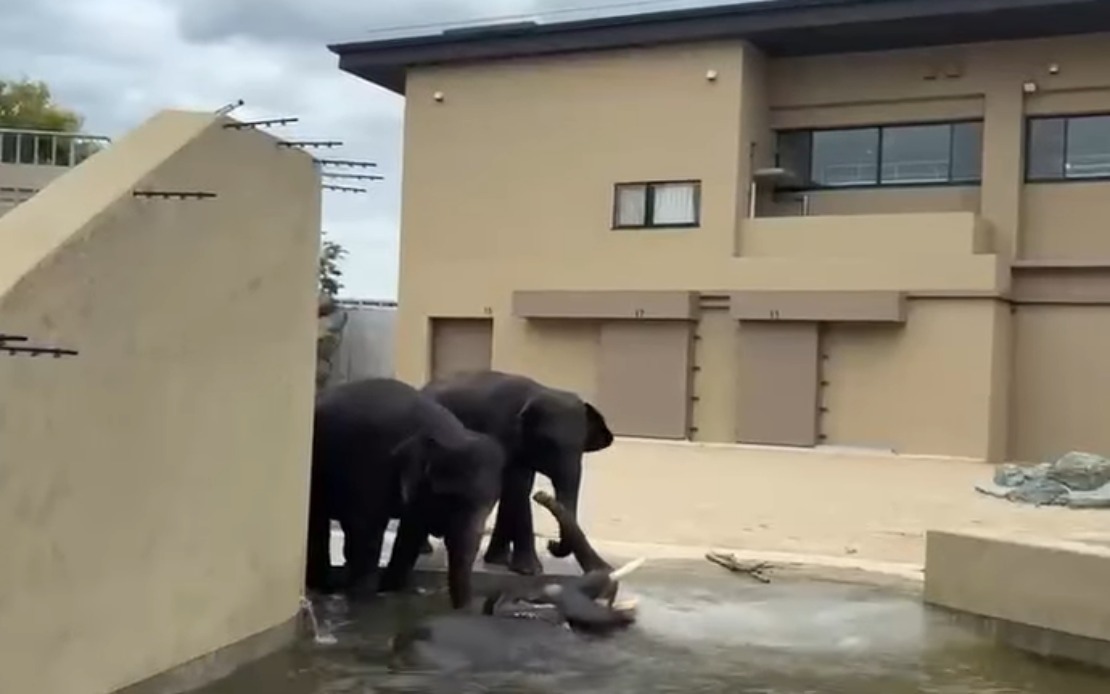 Malaysian Elephants Thriving at Japan Zoo Under Long-Term Care Agreement