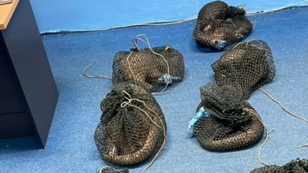 Filipino man caught with 10 live pangolins and elephant tusk in Sabah enforcement raid