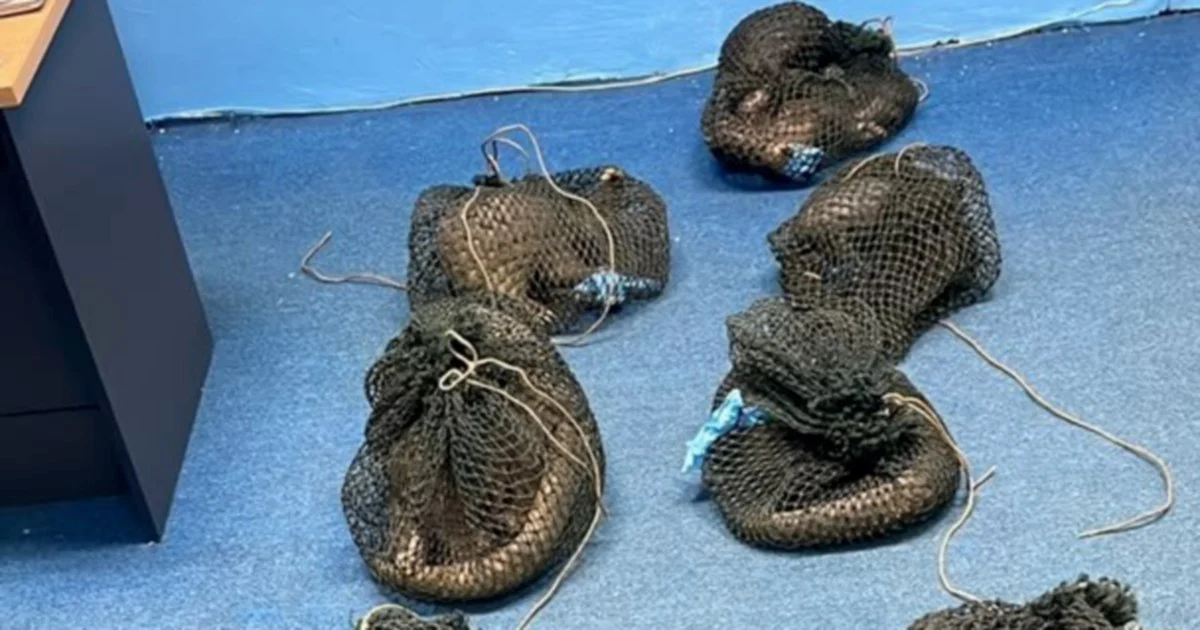 Filipino man caught with 10 live pangolins and elephant tusk in Sabah enforcement raid