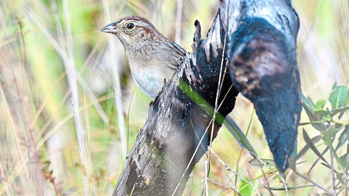 How Environmental Acoustics Shape Bird Communication and Cultural Evolution