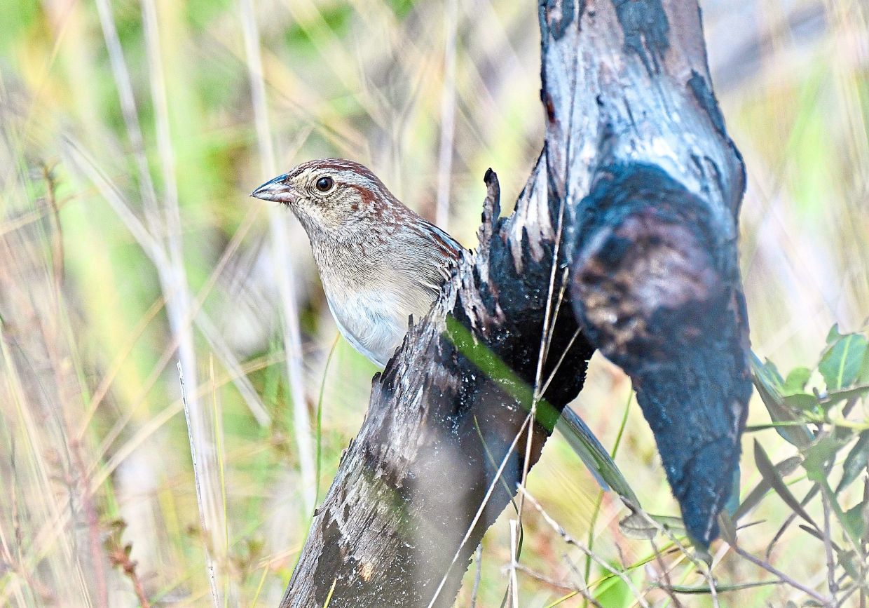 How Environmental Acoustics Shape Bird Communication and Cultural Evolution