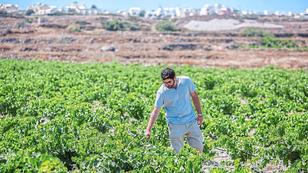 Santorini's Winemakers Battle Climate Crisis With Innovative Water Solutions