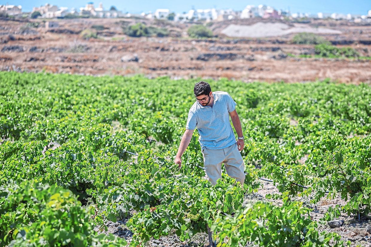 Santorini's Winemakers Battle Climate Crisis With Innovative Water Solutions