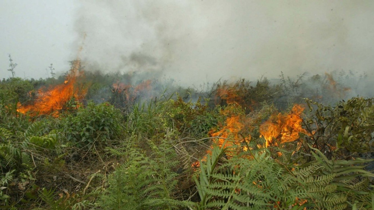 Indonesia Confronts Critical Forest Fire Emergency as West Kalimantan Hotspots Escalate