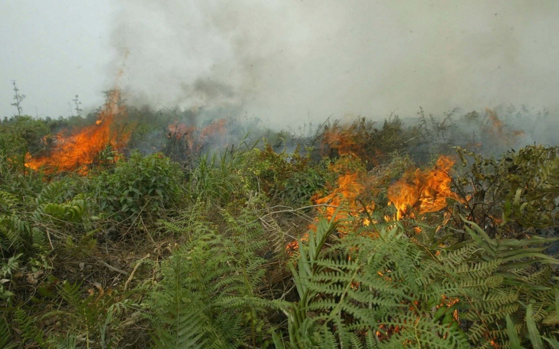 Indonesia Confronts Critical Forest Fire Emergency as West Kalimantan Hotspots Escalate