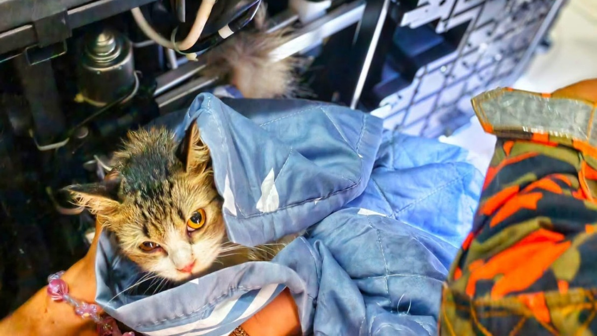 Perak Firefighters Free Persian Cat Trapped in Massage Chair