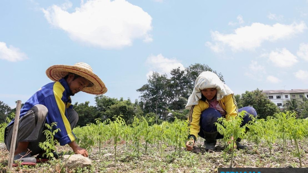 Sandakan's Agricultural Sector Reels From Prolonged Heat Wave