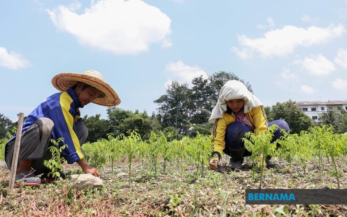 Sandakan's Agricultural Sector Reels From Prolonged Heat Wave