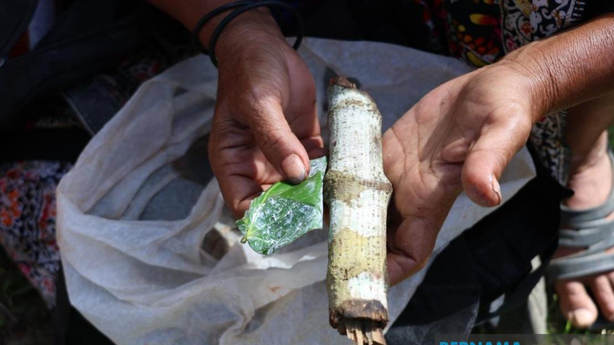 Orang Asli Betel Chewing Tradition Slips Away as Young Generations Turn Away