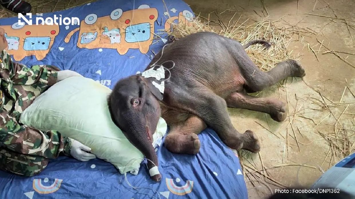 Thailand's orphaned elephant calf Jiew Sai Yok dies from suspected kidney failure