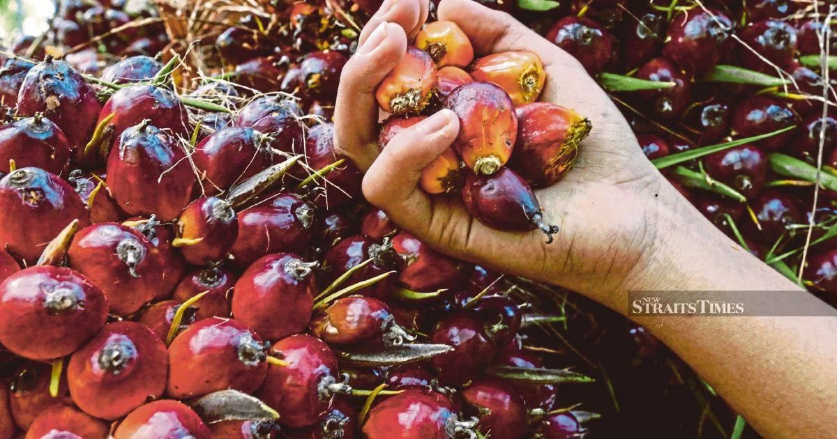 Former KLK Employee Pleads Not Guilty to Palm Oil Stock Records Charge