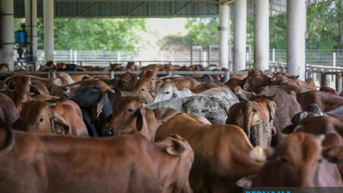 Over 27,000 Cattle Imported Ahead of Aidiladha Celebrations