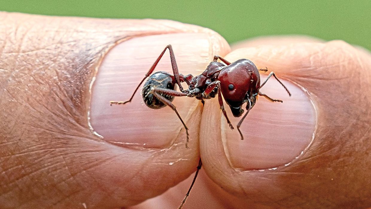 Kenya's exotic pet exports surge as wild animal populations plummet