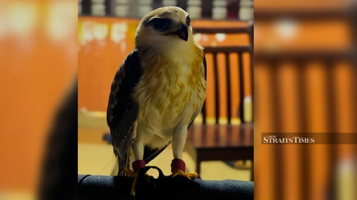Illegal Bird of Prey: Police Bust Unlicensed RM100,000 Black-winged Kite Operation in Kapar