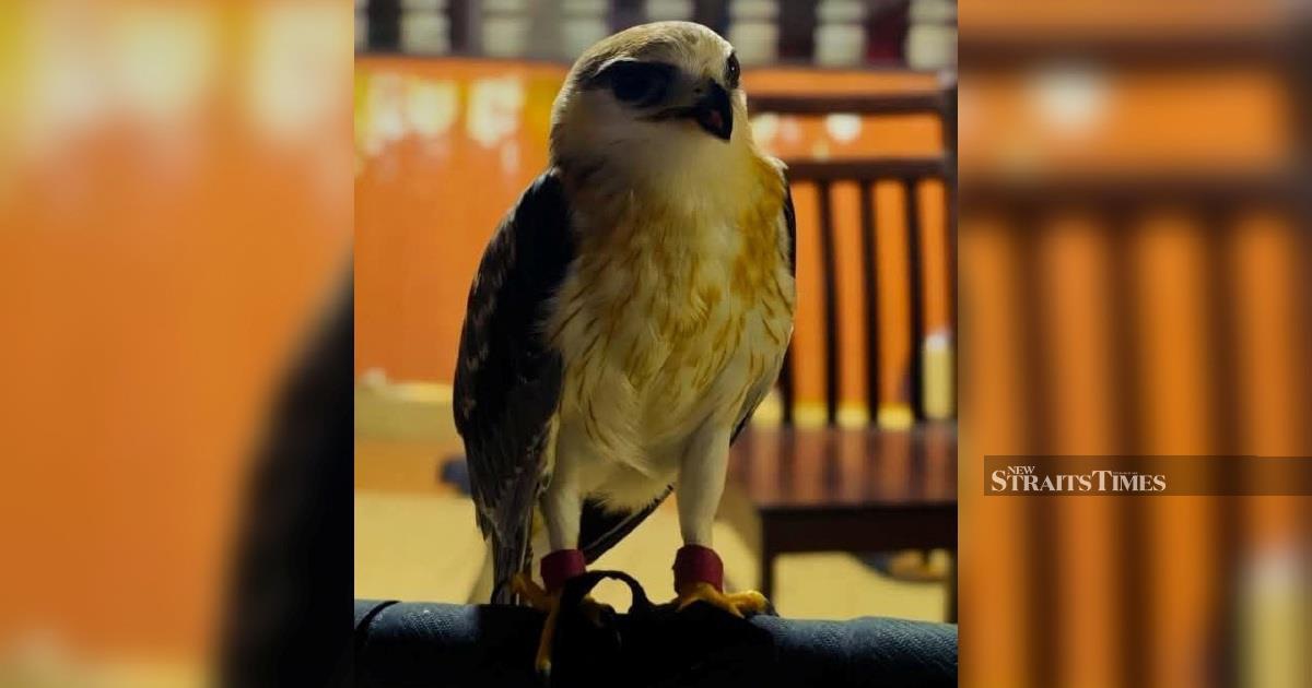 Illegal Bird of Prey: Police Bust Unlicensed RM100,000 Black-winged Kite Operation in Kapar