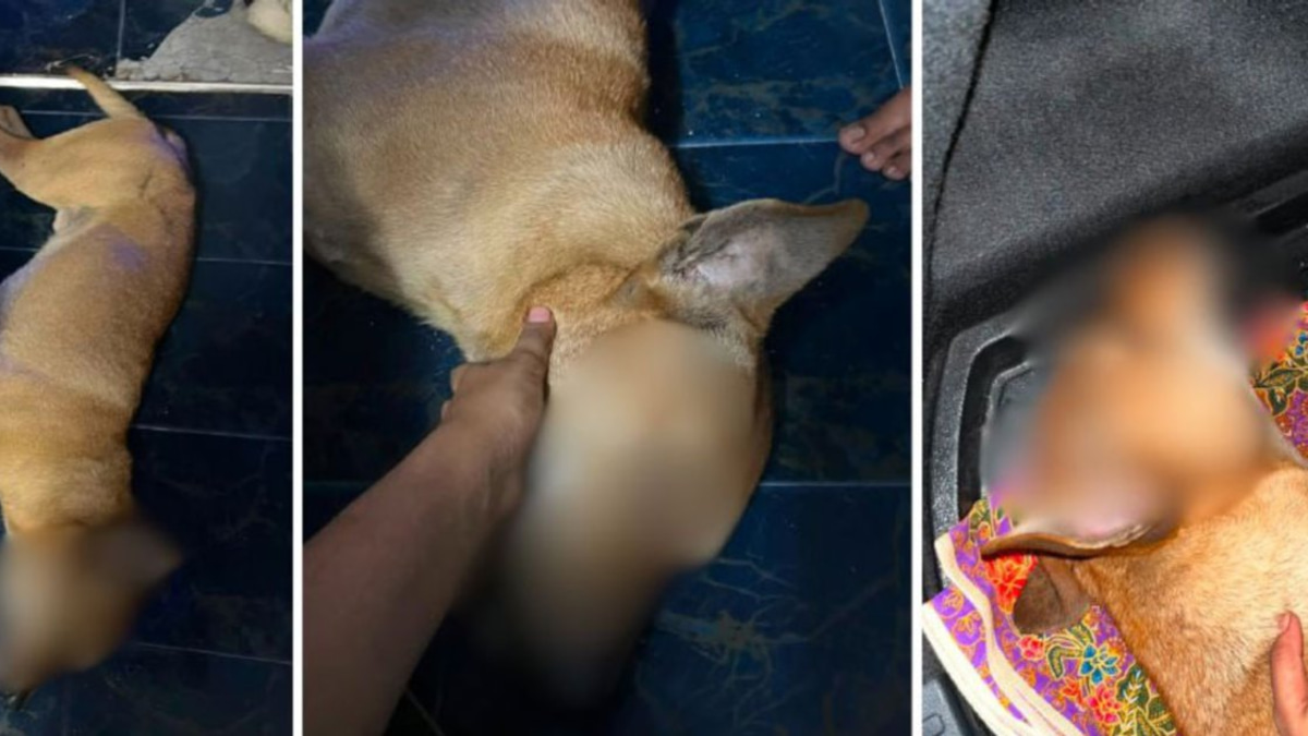 Veterinary Services files police report into Rocky abuse case as investigation deepens