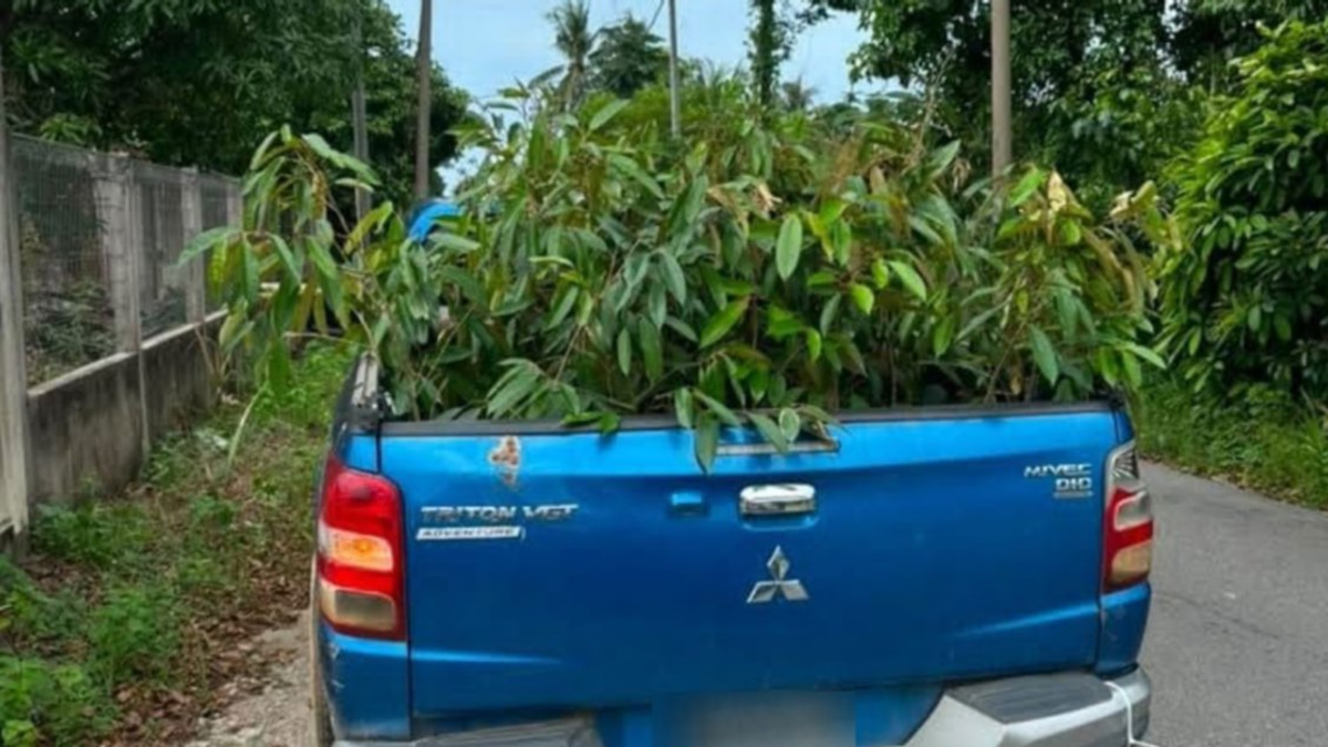 Man arrested after authorities seize 52 smuggled durian saplings from Thailand