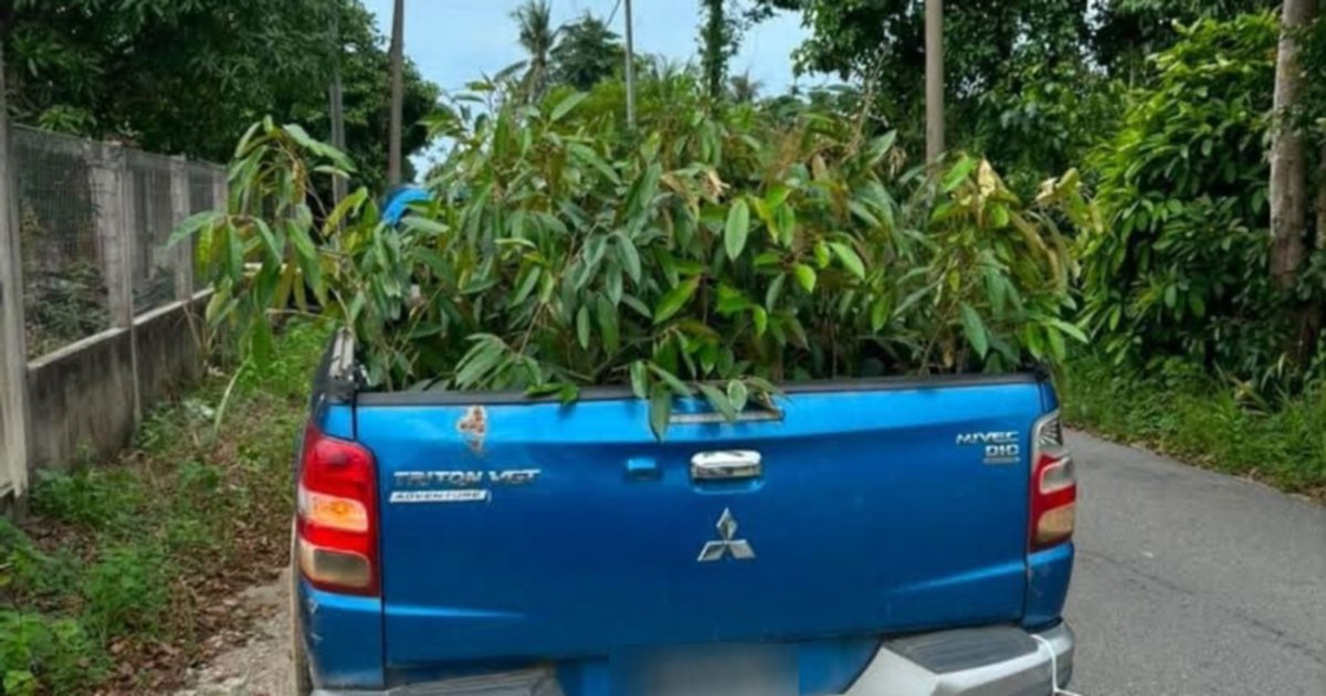 Man arrested after authorities seize 52 smuggled durian saplings from Thailand