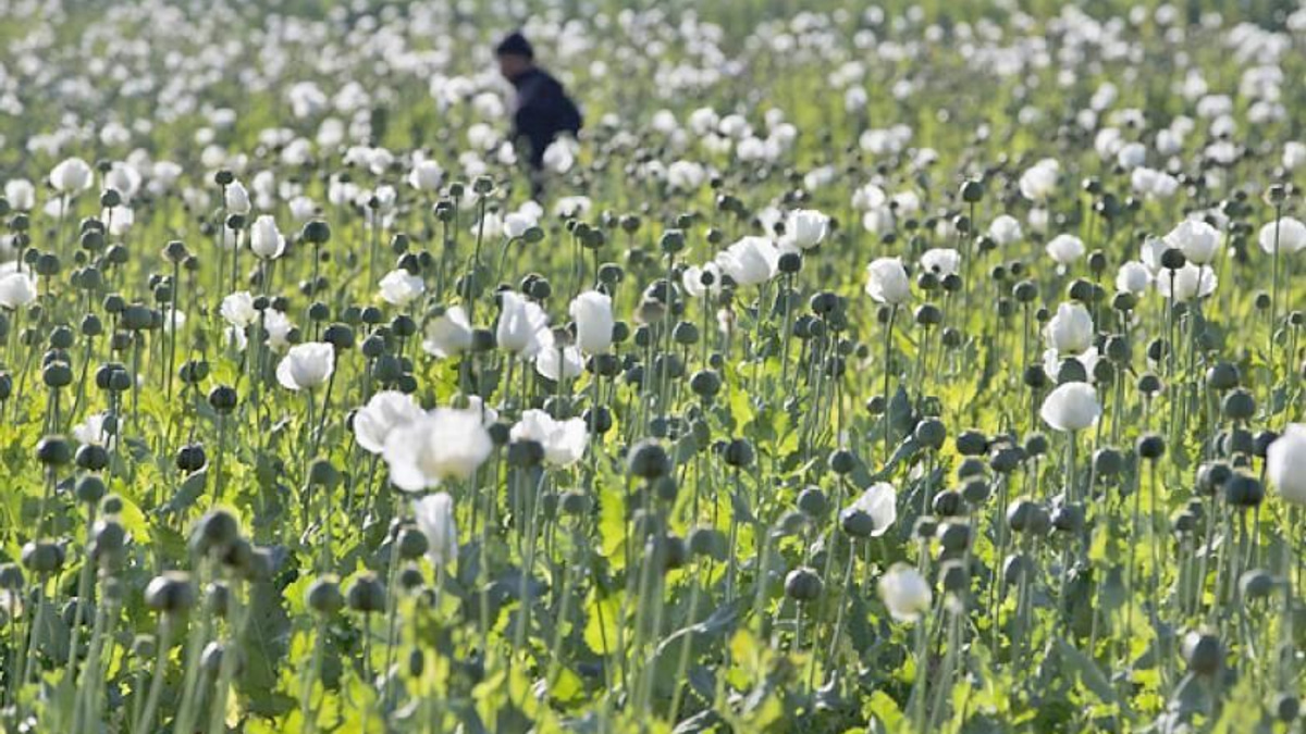 Myanmar authorities seize major heroin and stimulant haul in Mandalay and Naypyitaw