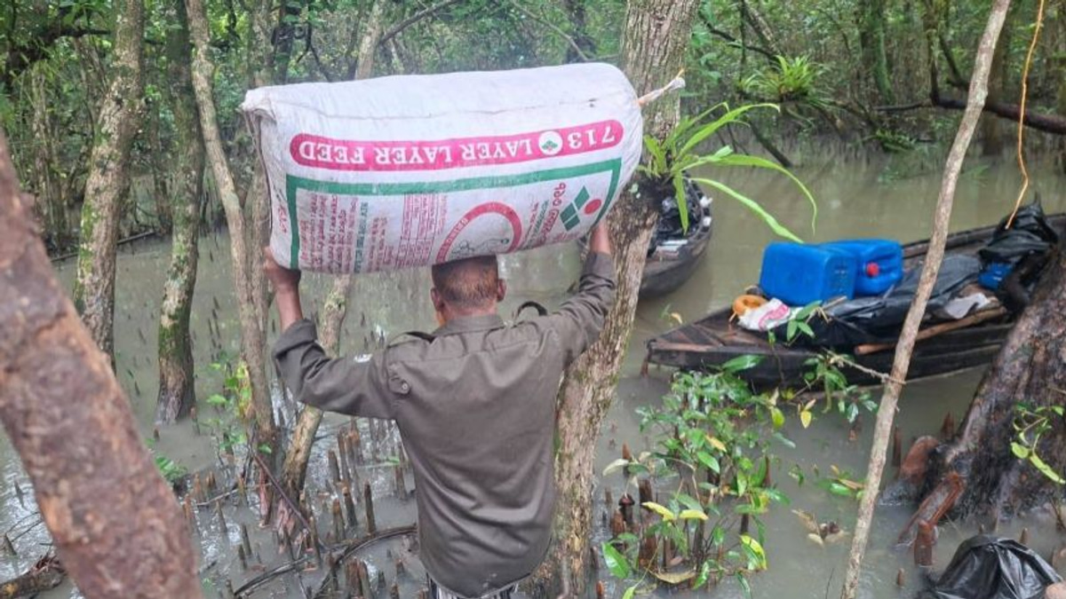 Bangladesh uncovers illegal shrimp operation using poison in Sundarbans World Heritage Site
