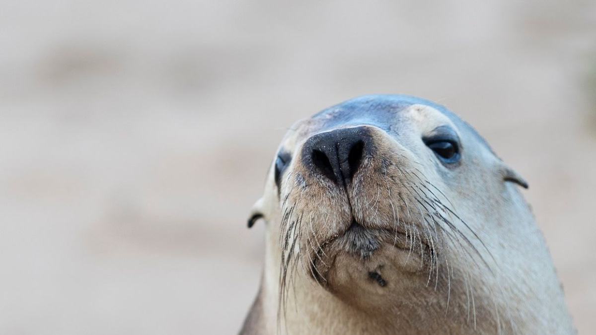 H5N1 bird flu threat looms over Australia's endangered sea lions as outbreak spreads