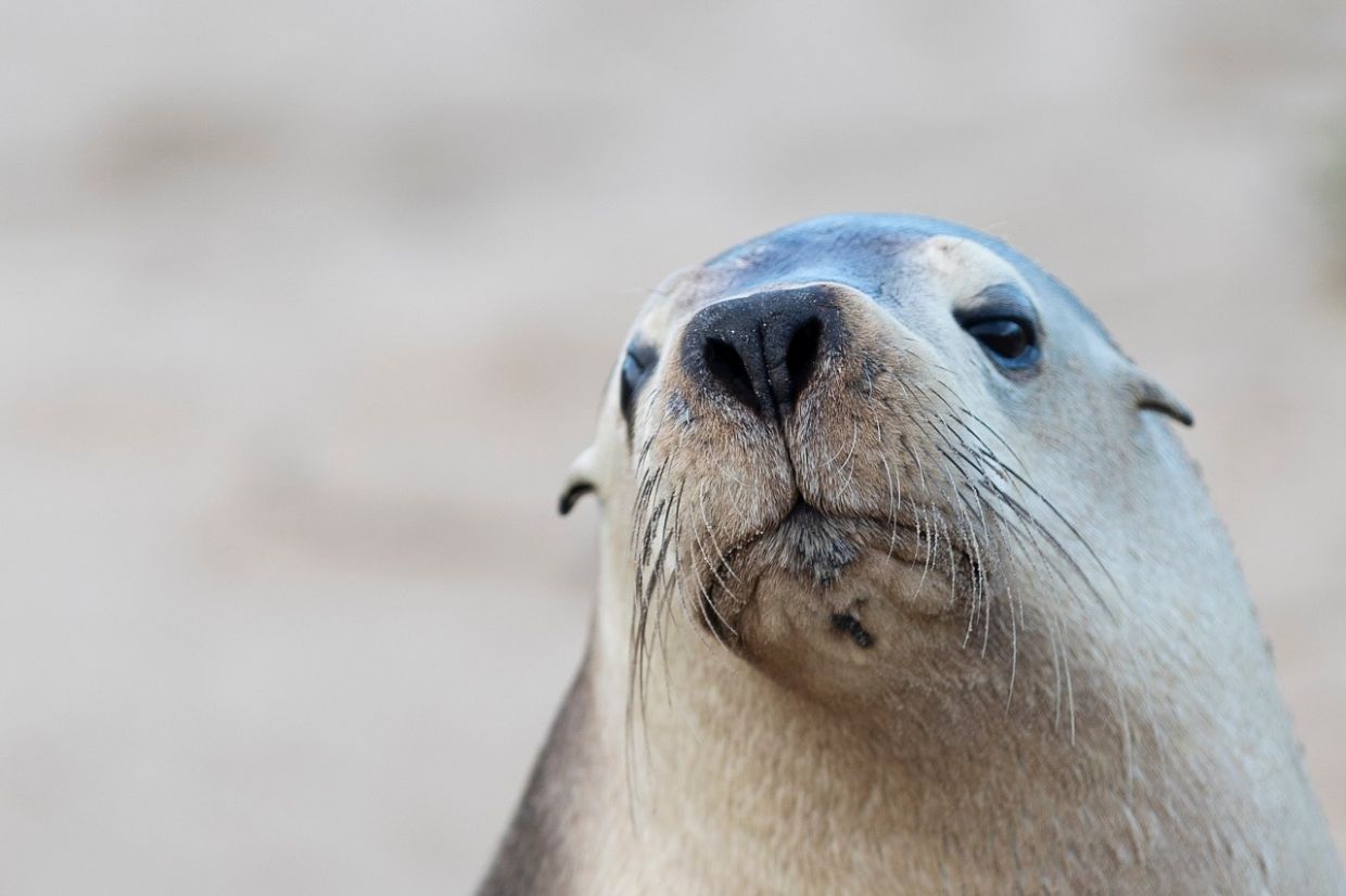 H5N1 bird flu threat looms over Australia's endangered sea lions as outbreak spreads