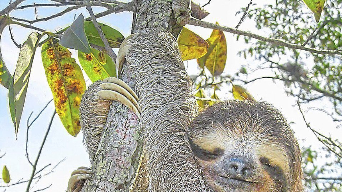 Sloth genome reveals ancient 'jumping genes' that may unlock secrets of human ageing