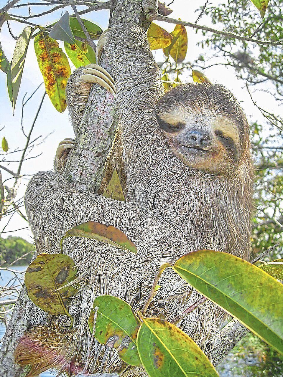 Sloth genome reveals ancient 'jumping genes' that may unlock secrets of human ageing