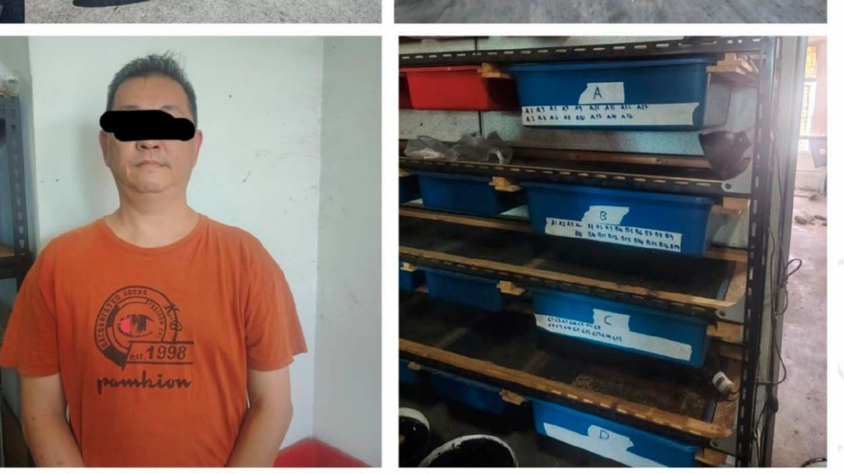 Man arrested after 89 protected turtles and tortoises seized in Kedah operation