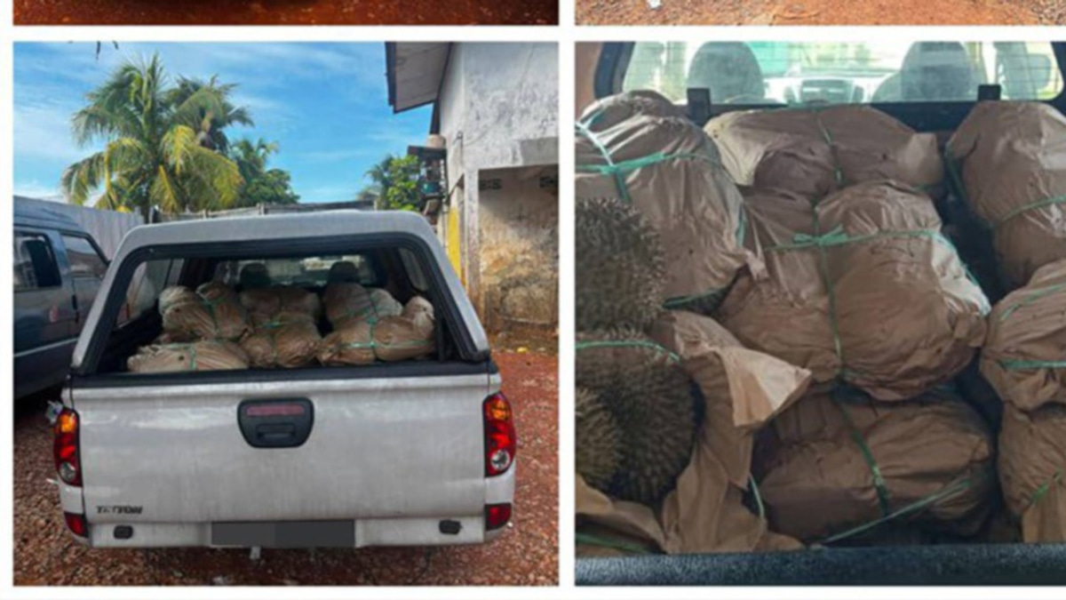 GOF Seizes RM50,000 in Smuggled Durians, Driver Arrested at Illegal Jetty
