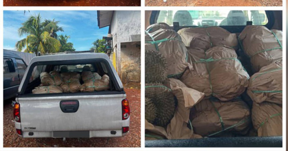 GOF Seizes RM50,000 in Smuggled Durians, Driver Arrested at Illegal Jetty