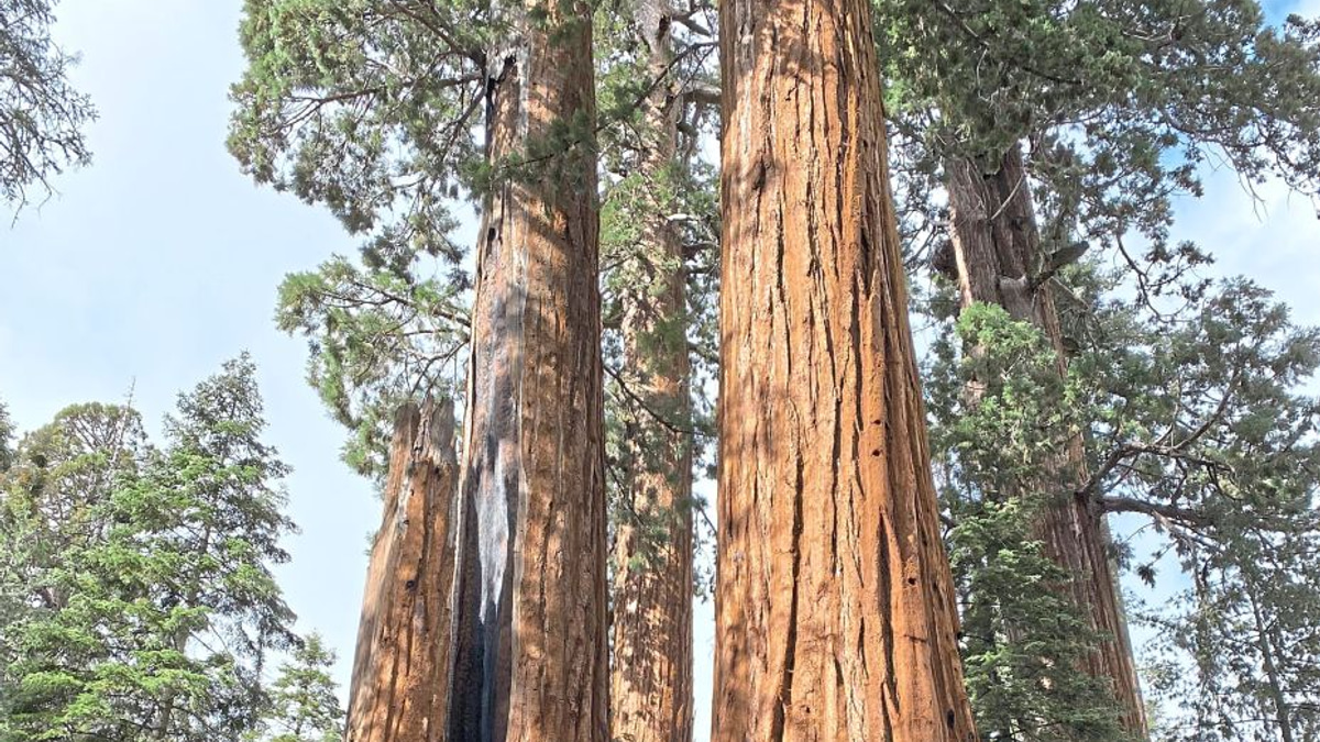 California launches ambitious restoration plan to save giant sequoias from catastrophic wildfires