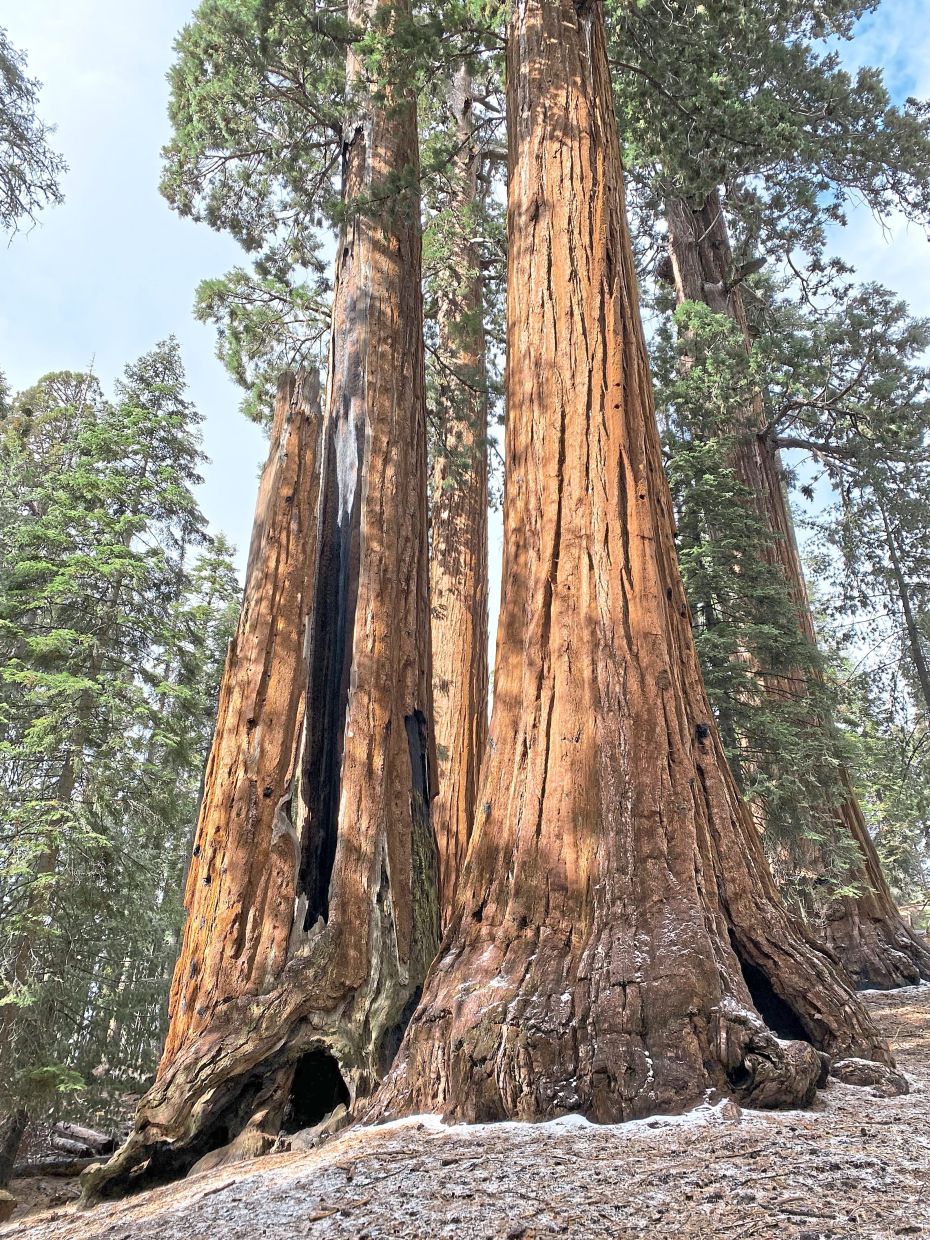 California launches ambitious restoration plan to save giant sequoias from catastrophic wildfires
