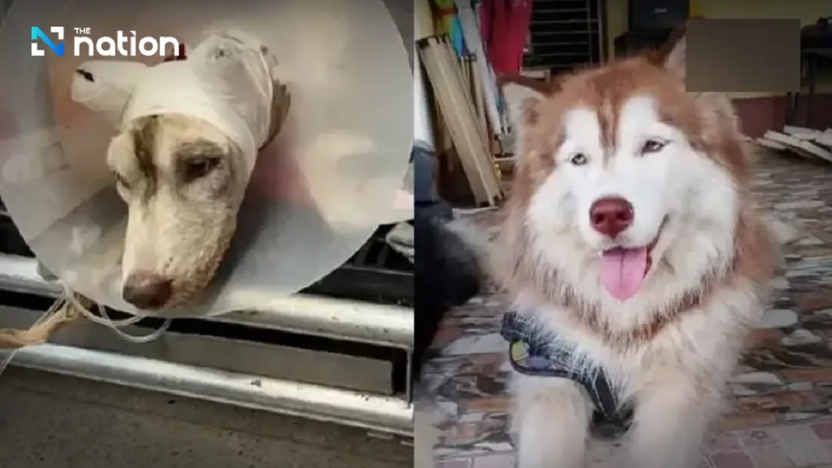Thai court suspends jail term for man who set Siberian Husky on fire