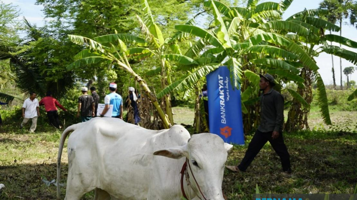 Bank Rakyat Donates 52 Sacrificial Cows to Cambodian Muslims for Aidiladha