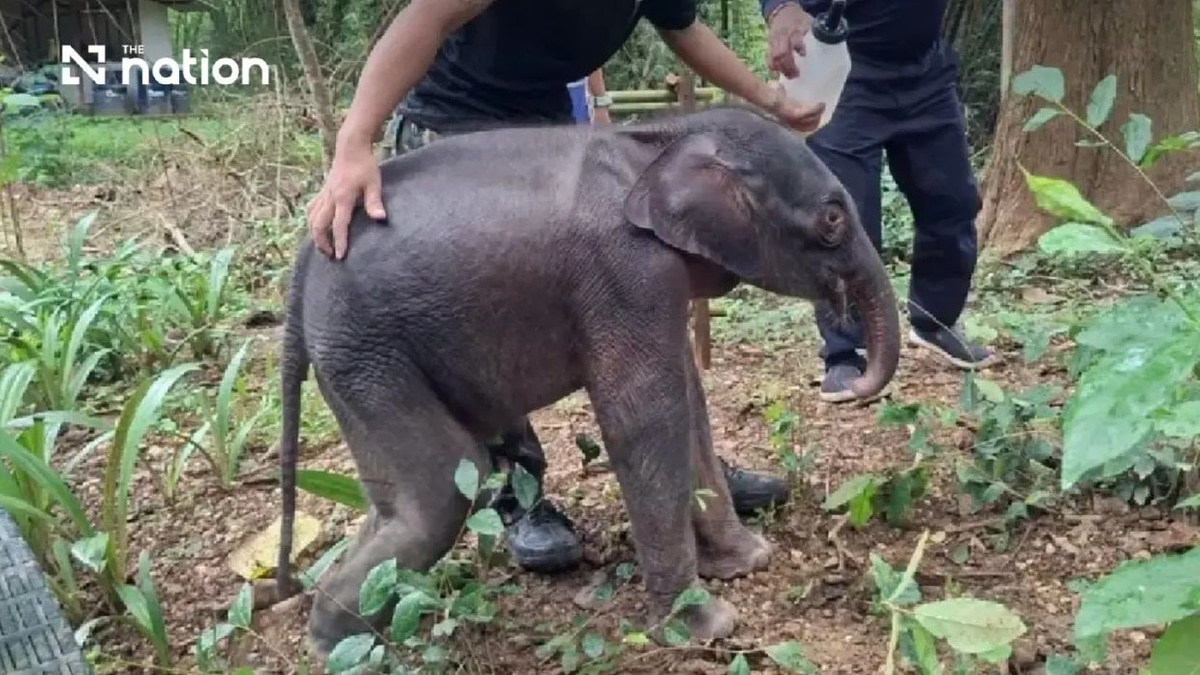 Thai Elephant Calf Rescued in Critical Condition from Kanchanaburi Riverbank