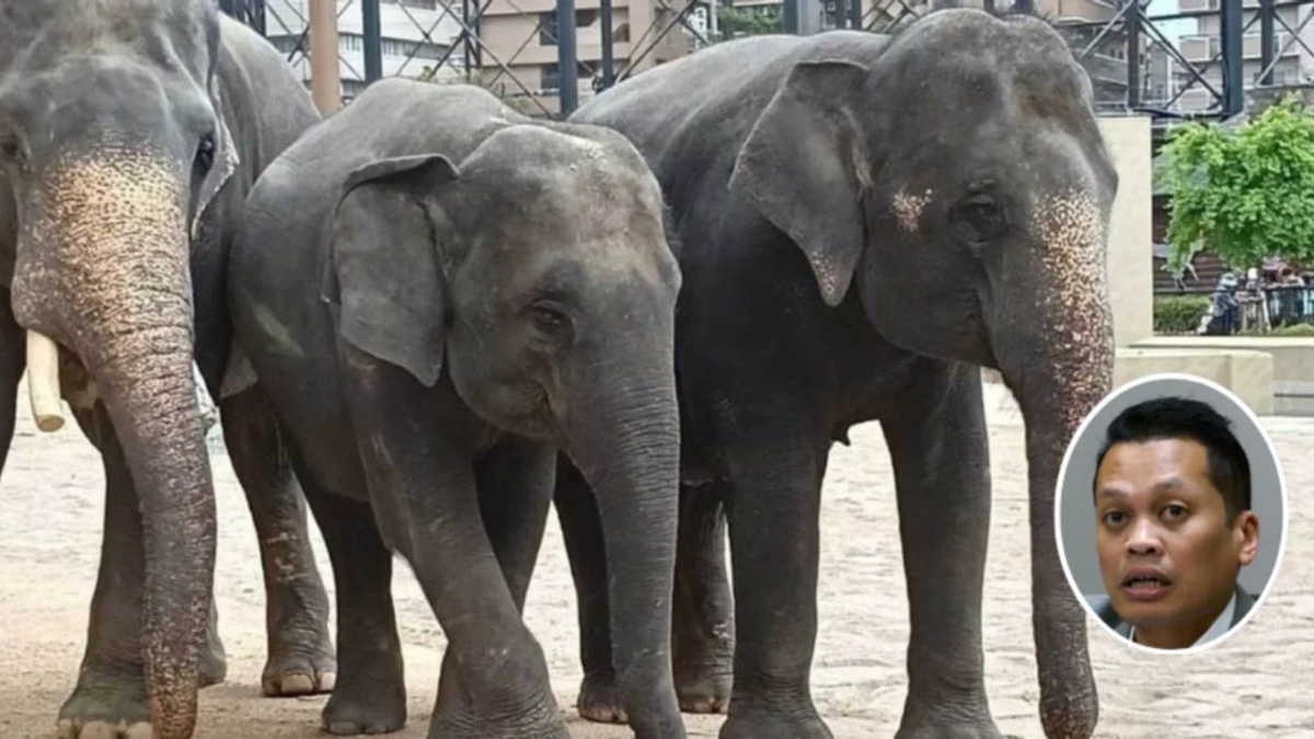 Nik Nazmi Dismisses Claims of Link to Controversial Elephant Transfer Deal