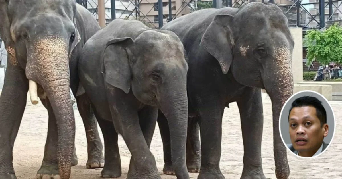 Nik Nazmi Dismisses Claims of Link to Controversial Elephant Transfer Deal
