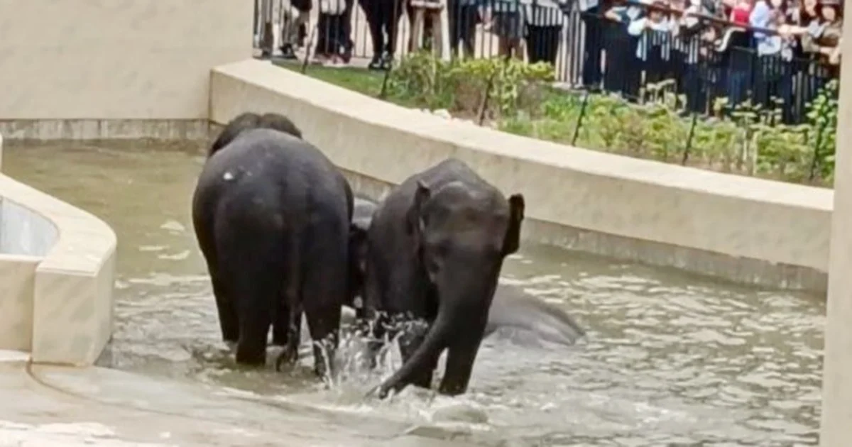 MACC's Taiping Elephant Transfer Inquiry Confined to Document Review