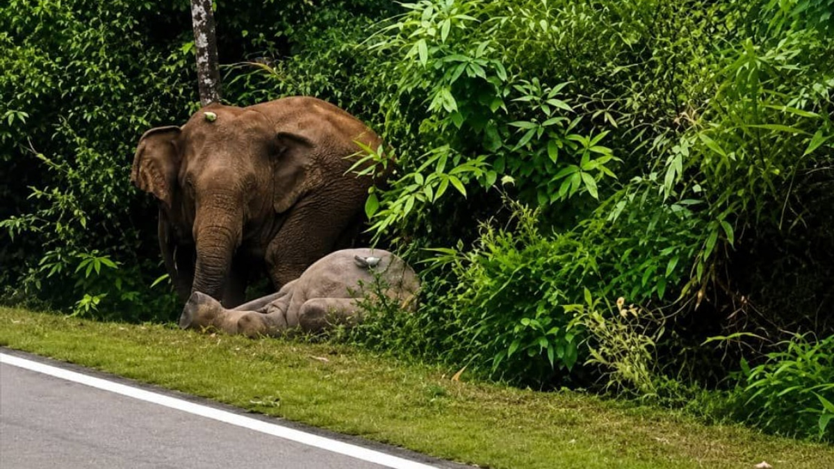 Mother Elephant Grieves for Seven Hours After Calf Struck by Vehicle in Johor