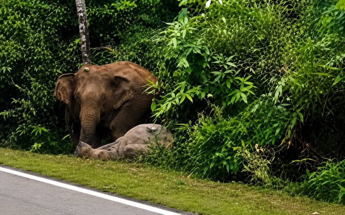Mother Elephant Grieves for Seven Hours After Calf Struck by Vehicle in Johor