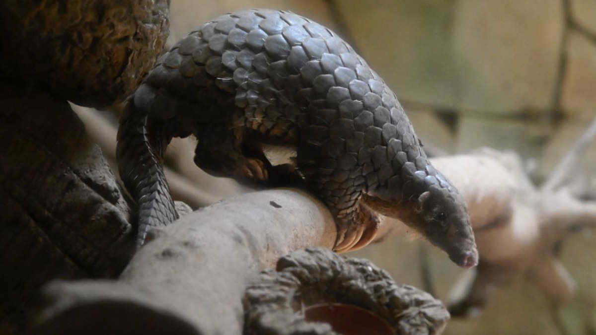 Indonesia Arrests Suspected Pangolin Trafficker as Ministry Intensifies Fight Against International Smuggling Network