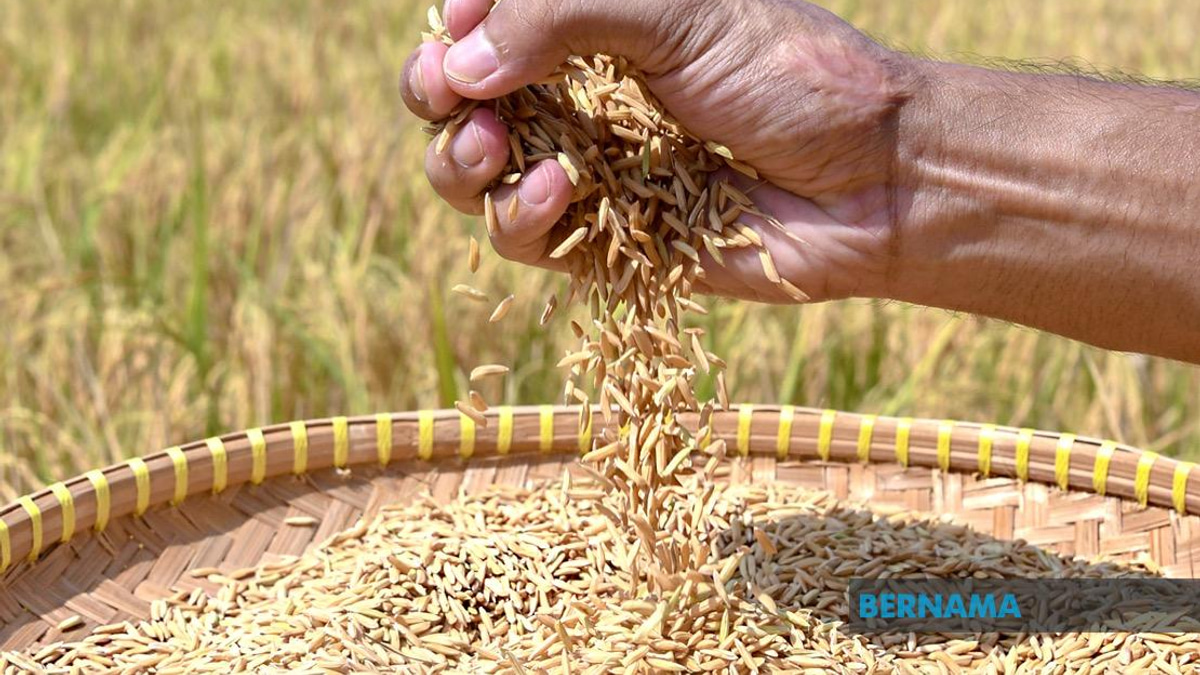 Indonesia Pursues Rice Export Deals With Malaysia and Singapore Amid Price Negotiations