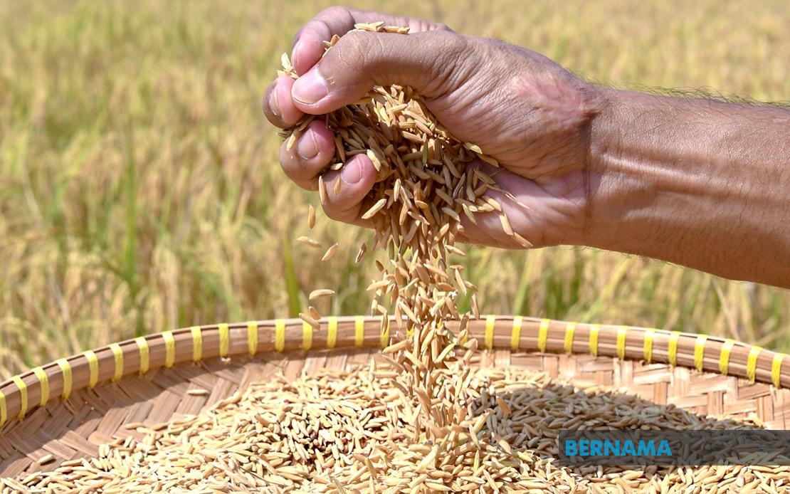 Indonesia Pursues Rice Export Deals With Malaysia and Singapore Amid Price Negotiations