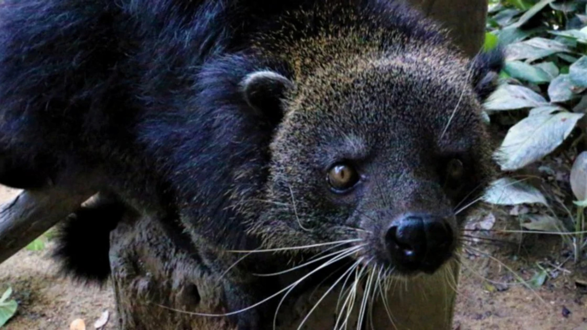 Man Held for Unlawfully Housing Protected Binturong in Shah Alam