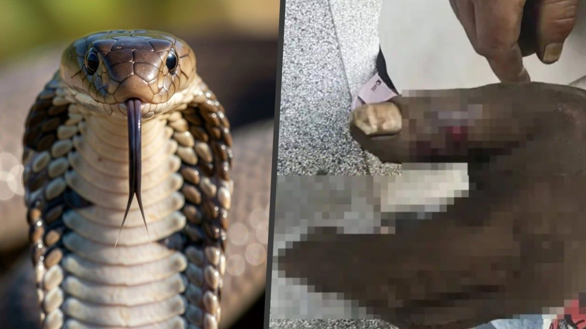 Wife's Well-Intentioned Snake Bite Remedy Backfires, Poisoning Herself in Southern China