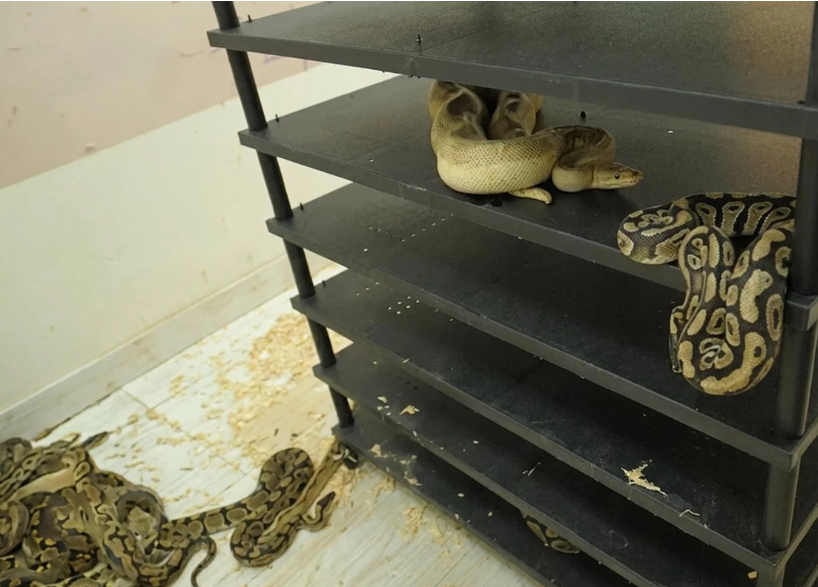 Chinese Man Sentenced for Illegal Breeding of 300 Pythons in Residential Flat